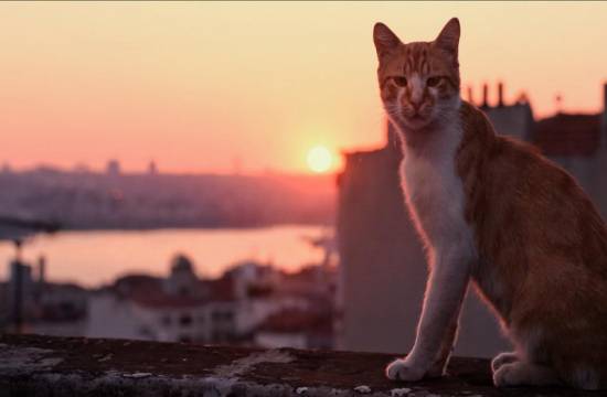 Kedi - Isztambul macskái (2016) dokumentumfilm